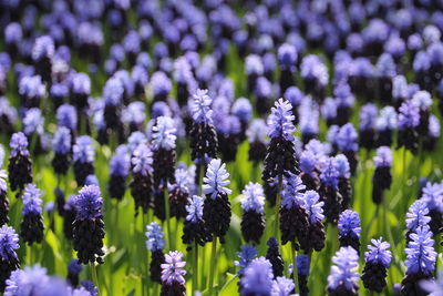 Full frame of lavender field