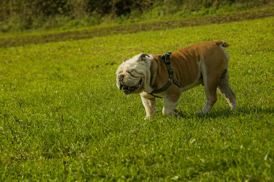 Full length of a dog running on grassy field