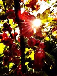 Close-up of red flowering plant against sky