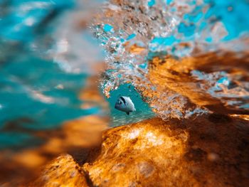 Close-up of small swimming in sea