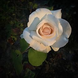 Close-up of white rose blooming outdoors