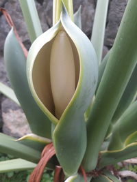 Close-up of green plant