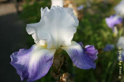 Close-up of purple flowers blooming outdoors