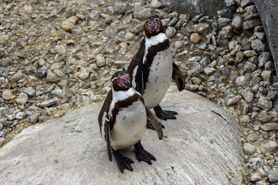 High angle view of penguin on rock