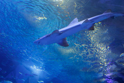 Close-up of fish swimming in sea