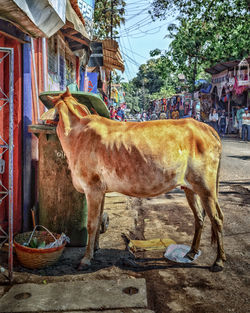 Close-up of goat