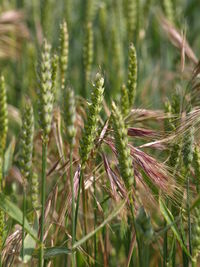 Close-up of crops growing on field