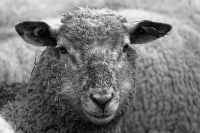 Close-up portrait of sheep