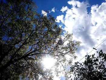 Low angle view of trees against sky