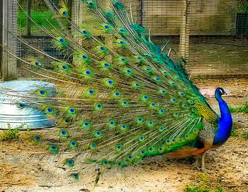 Close-up of peacock feathers