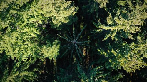 Full frame shot of trees in forest