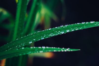 Close-up of water drops on leaf