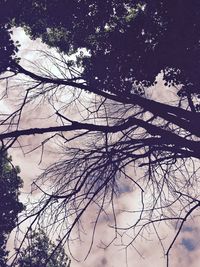 Low angle view of bare trees against sky