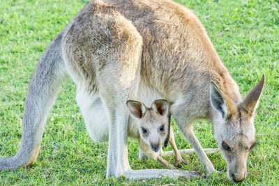 Kangaroo in a field