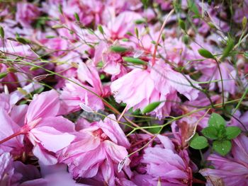 Close-up of pink flowering plant