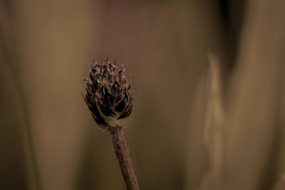 Close-up of wilted flower