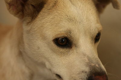 Close-up of dog looking away