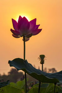 Close-up of purple lotus water lily against sky