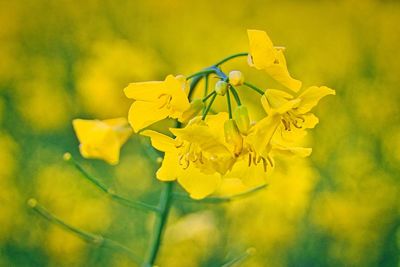 Close-up of yellow flowering plant