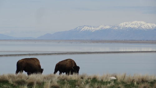 Sheep on field by lake against mountain range