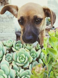 Close-up portrait of dog by plants