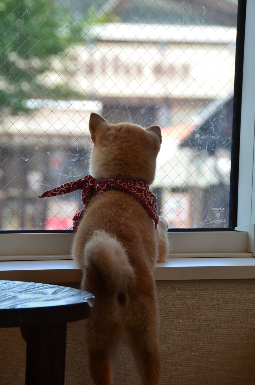 DOG LOOKING THROUGH WINDOW