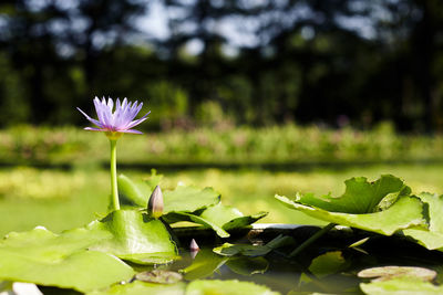 Close-up of water lily in lake