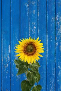 Close-up of yellow flowering plant on wood