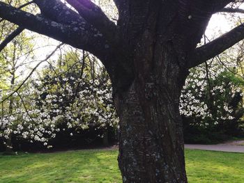 Trees in park