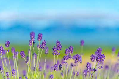 Close-up violet lavender flowers field in summer sunny day with soft focus blur natural background.