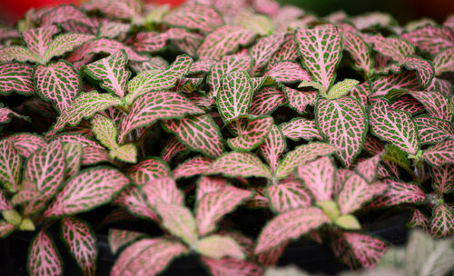 Full frame shot of plants