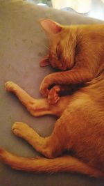 Close-up of ginger sleeping cat