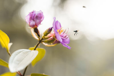 Close-up of insect pollinating on purple flower