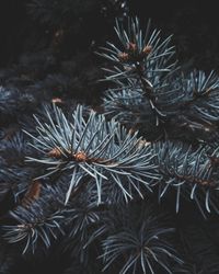 Close-up of pine needles in forest