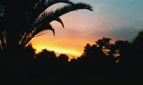 Silhouette trees against sky during sunset