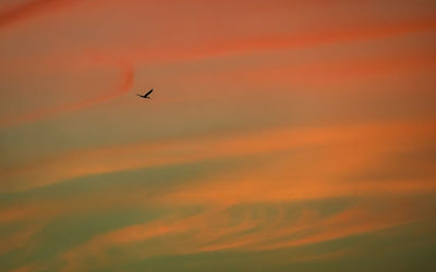 Silhouette of birds flying against orange sky