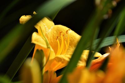 Close-up of yellow flowering plant