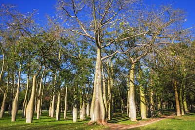 Trees in park against sky