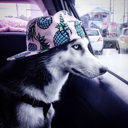 Close-up of dog