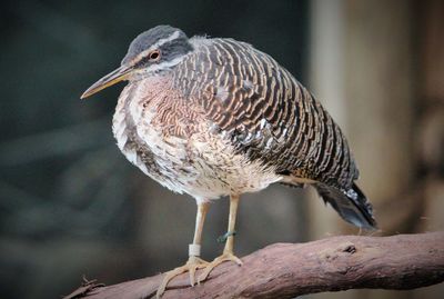 Close-up of bird perching outdoors