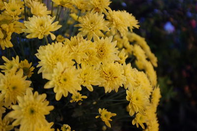 Close-up of yellow flowering plants