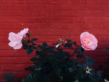 Close-up of pink rose against red wall