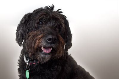 Close-up portrait of a dog over white background