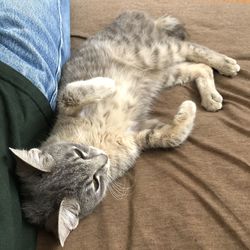 High angle view of cat sleeping on bed