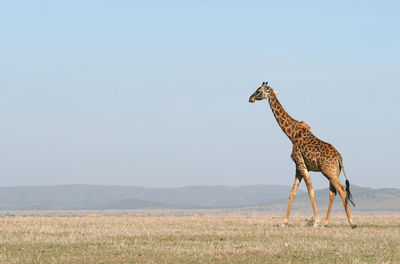 Giraffe in the wild, east africa