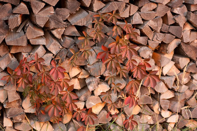 Full frame shot of firewood leaves and red tendril