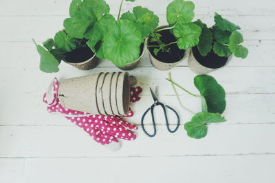 High angle view of potted plant on table