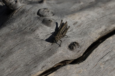 High angle view of insect on wood