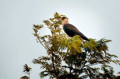 Low angle view of bird perching on tree against clear sky