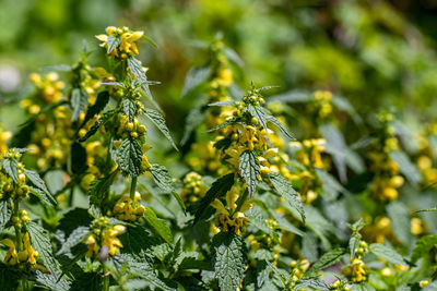 Close-up of flowering plant